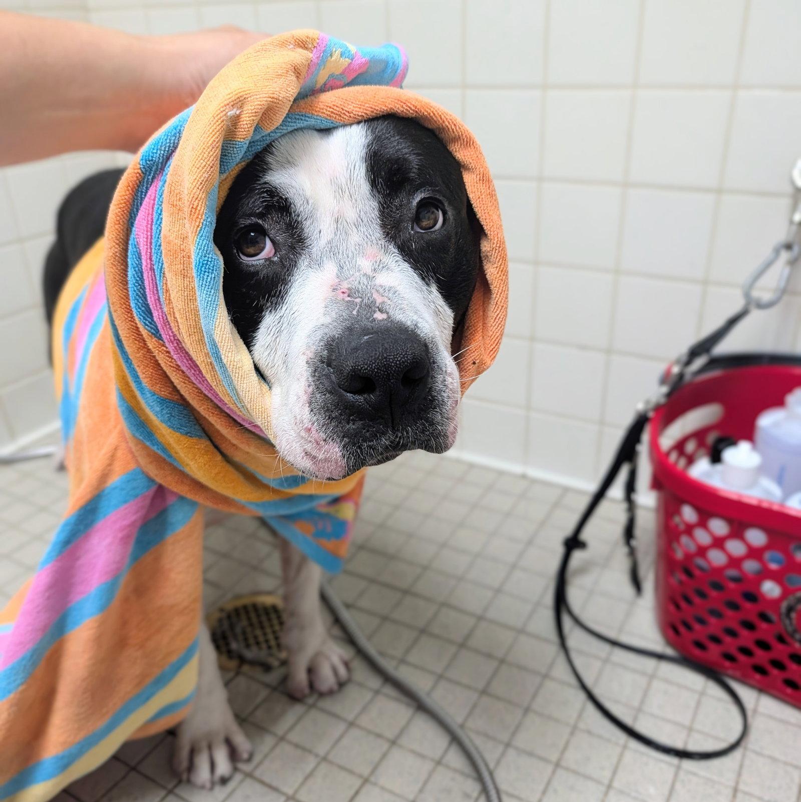 Enlarge Roddy, a Adoptable Pit Bull Terrier in Oakland, CA image 2/3