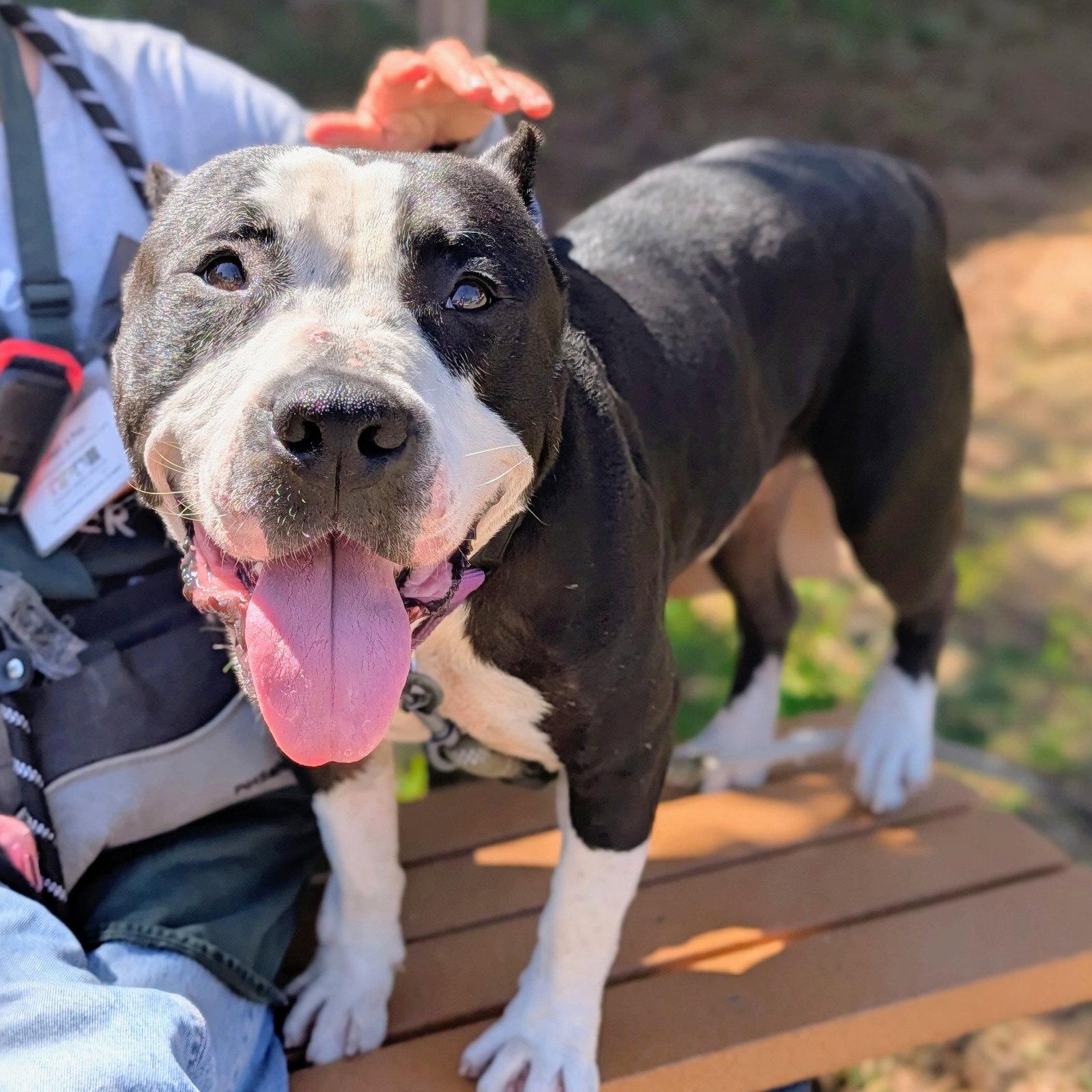 Enlarge Roddy, a Adoptable Pit Bull Terrier in Oakland, CA image 3/3