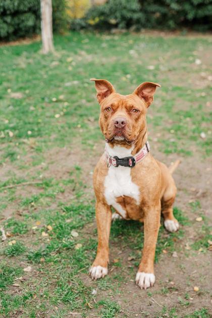 Ginger Spice, a Adoptable mixed breed in Lewiston, ID image 1/4