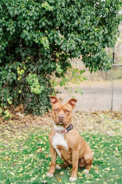 Ginger Spice, a Adoptable mixed breed in Lewiston, ID image 2/4