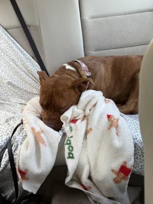 Ginger Spice, a Adoptable mixed breed in Lewiston, ID image 3/4