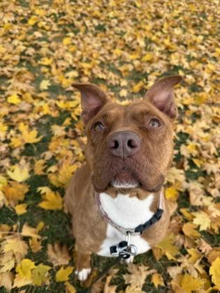 Ginger Spice — thumbnail 4