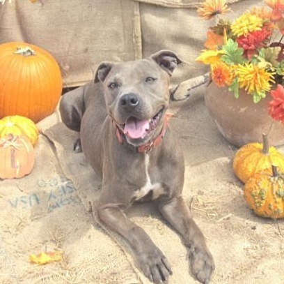 Gigi, Adoptable, Young Female American Staffordshire Terrier & Labrador Retriever.