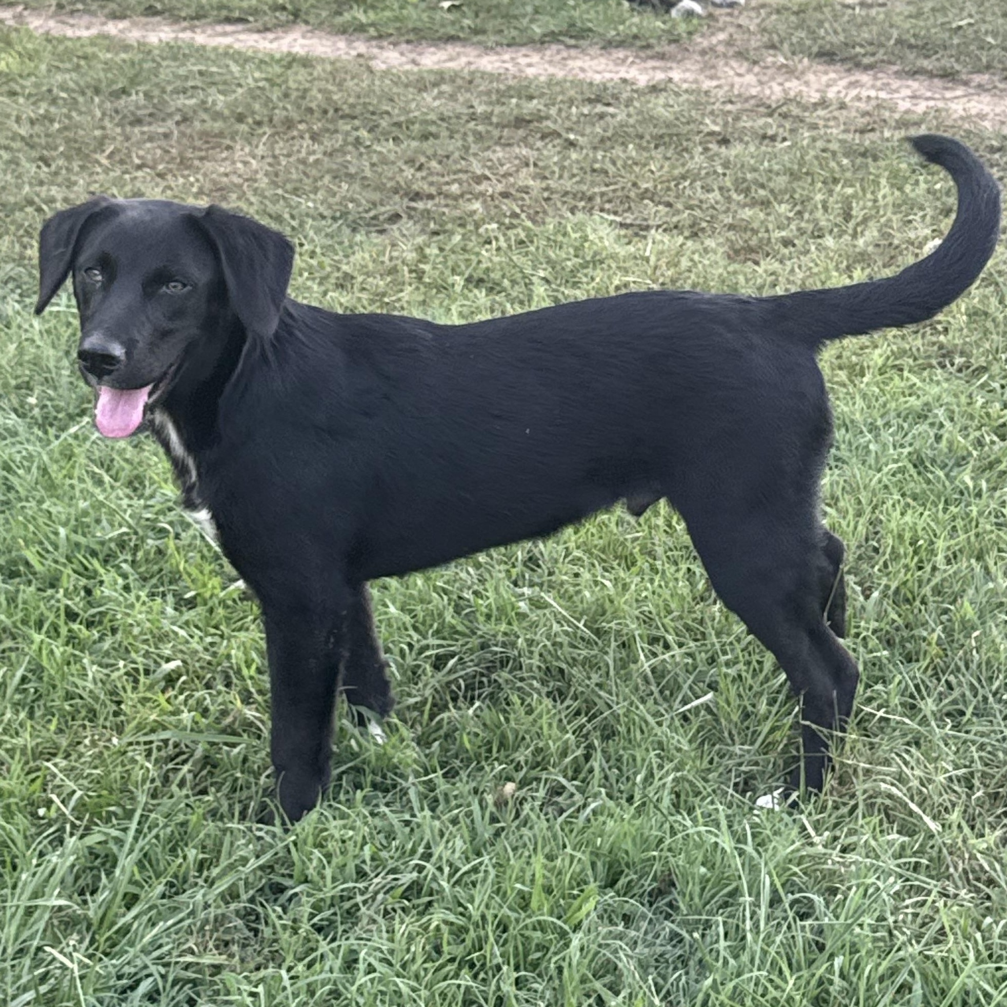 Steve, an adopted Black Labrador Retriever in Chalfont, PA image 1/6