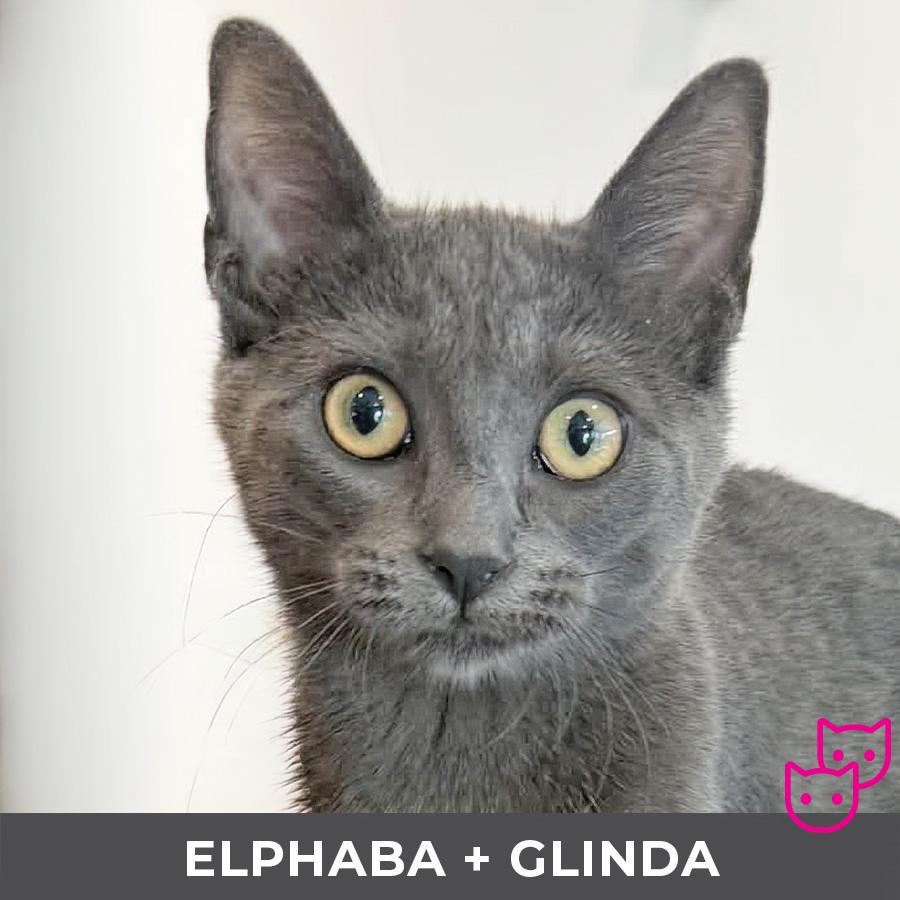 Enlarge Elphaba (bonded with Glinda), an adopted Domestic Short Hair in Etobicoke, ON image 1/4
