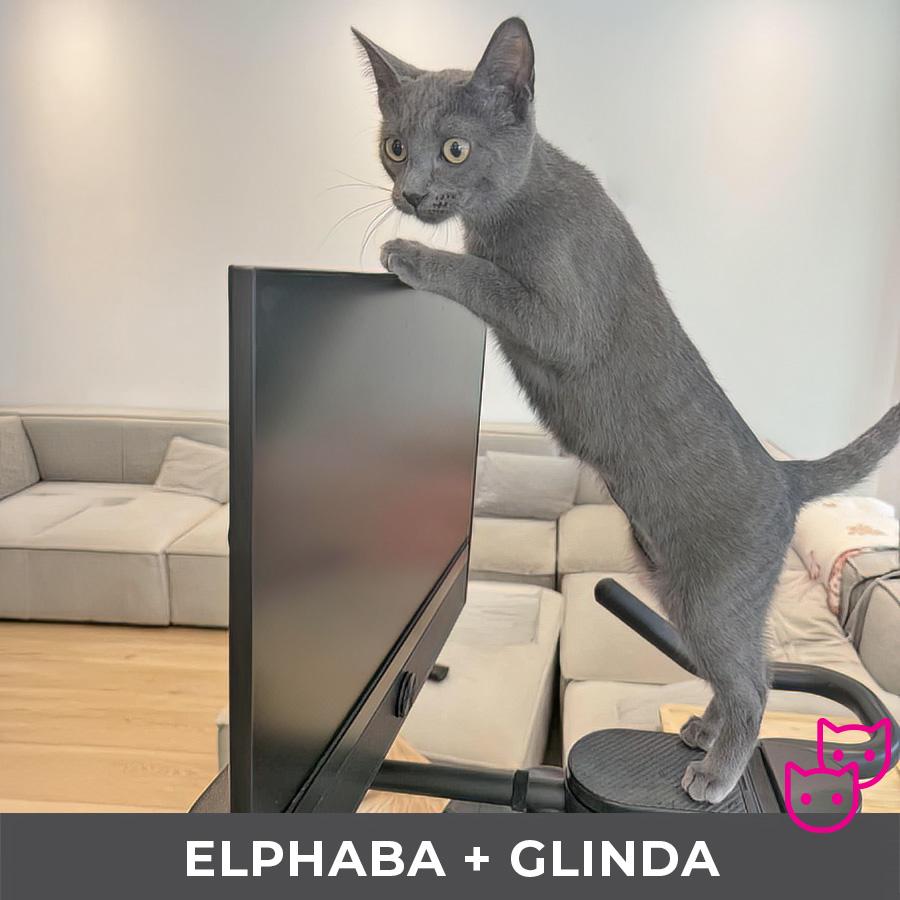 Enlarge Elphaba (bonded with Glinda), an adopted Domestic Short Hair in Etobicoke, ON image 3/4