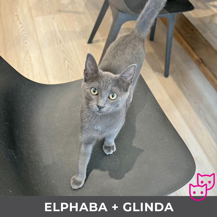Enlarge Elphaba (bonded with Glinda), an adopted Domestic Short Hair in Etobicoke, ON image 2/4