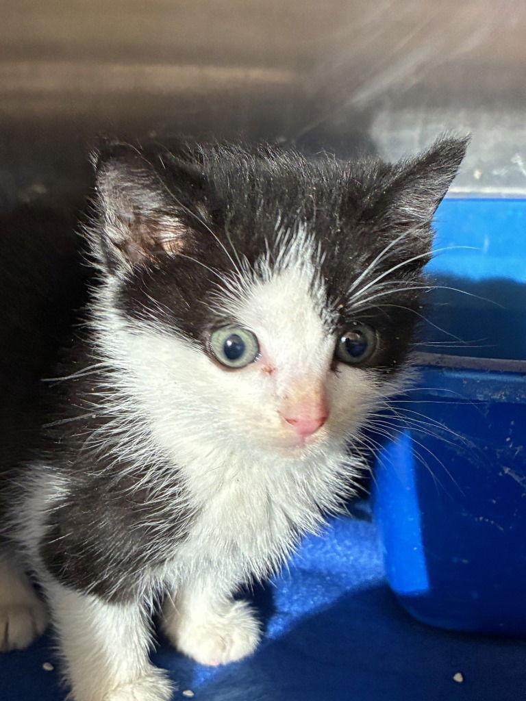 25-704, Adoptable, Kitten Female Domestic Short Hair.