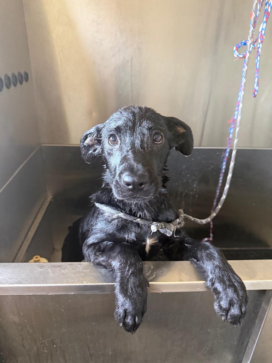 Stella, adopted, Young Female Labrador Retriever.