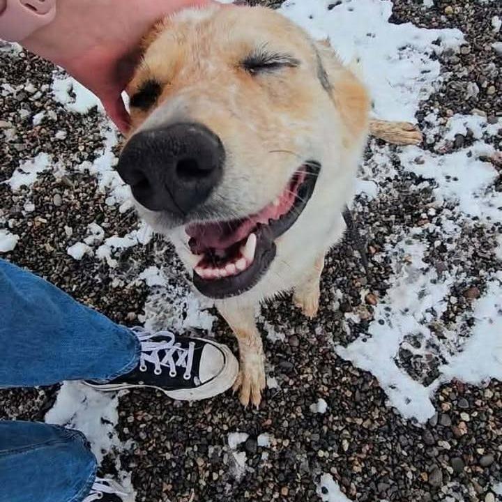 Enlarge Freya, a Adoptable mixed breed in Rexburg, ID image 2/2