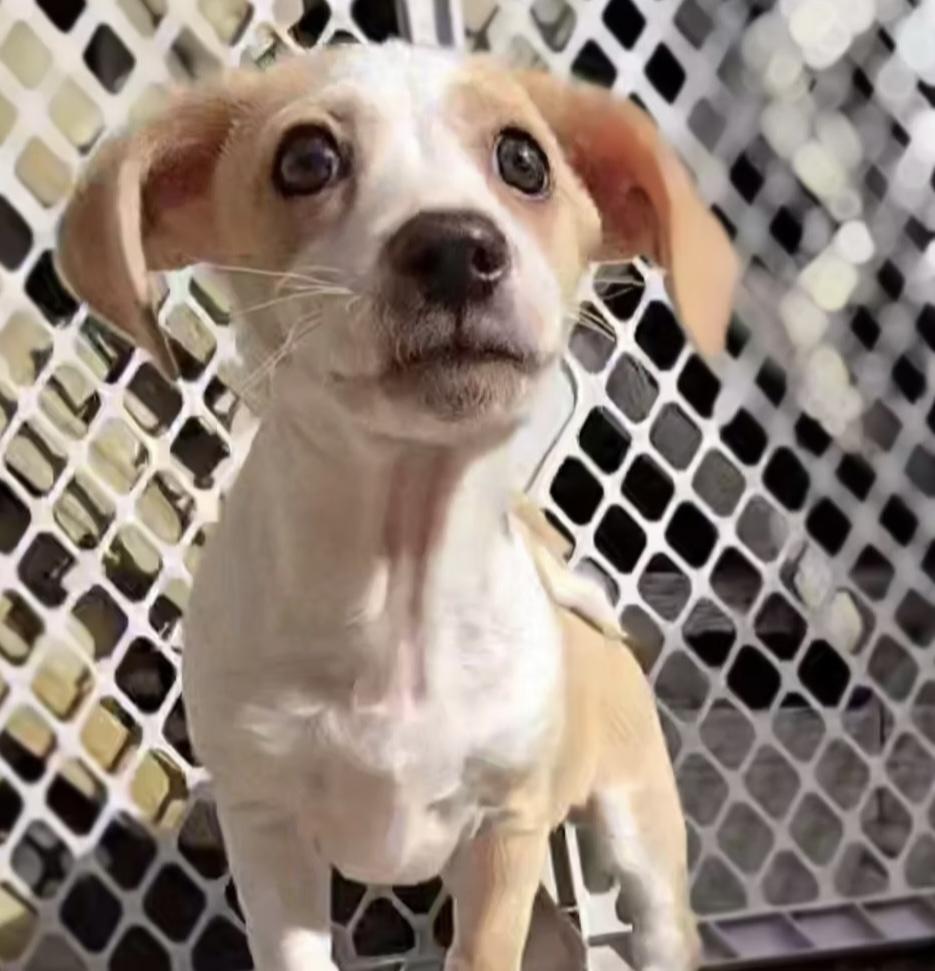 Enlarge Beanie, a ADOPTABLE mixed breed in Running Springs, CA image 1/1