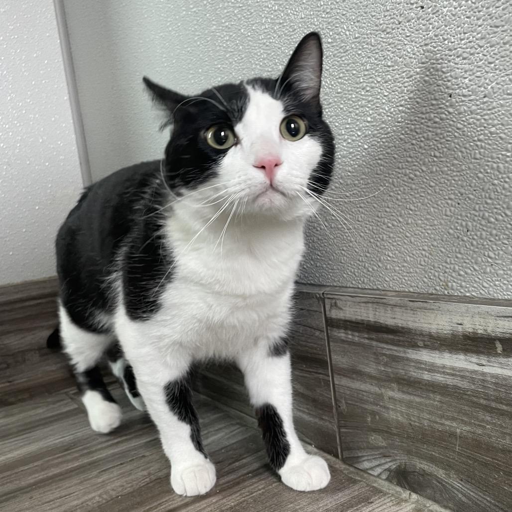 Scar, Adoptable, Young Male Domestic Short Hair.