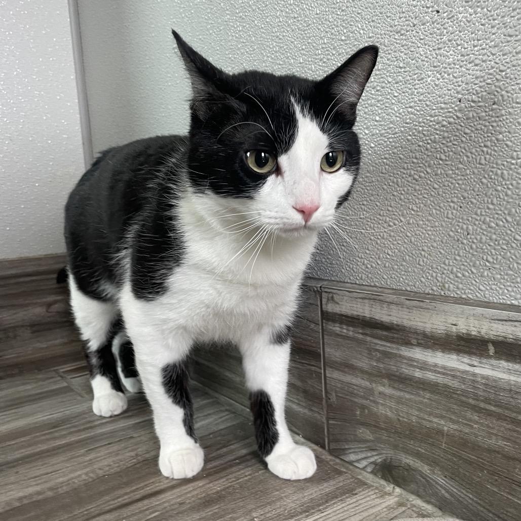 Enlarge Scar, a Adoptable Domestic Short Hair in West Des Moines, IA image 2/2