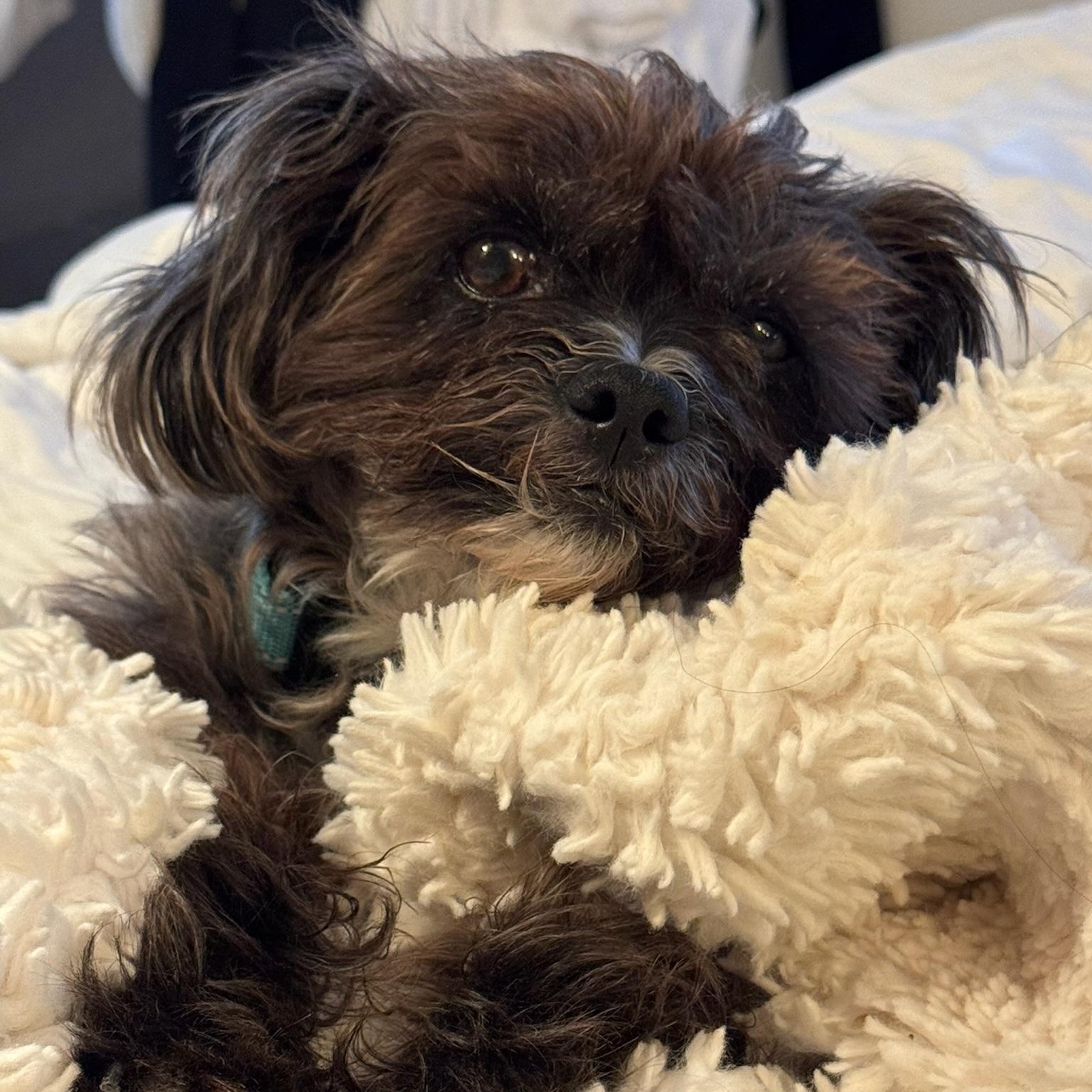 Enlarge Henry, a Adopted mixed breed in Newport Beach, CA image 4/6