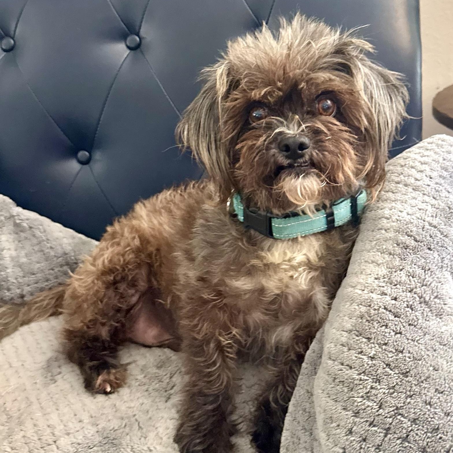 Enlarge Henry, a Adopted mixed breed in Newport Beach, CA image 3/6