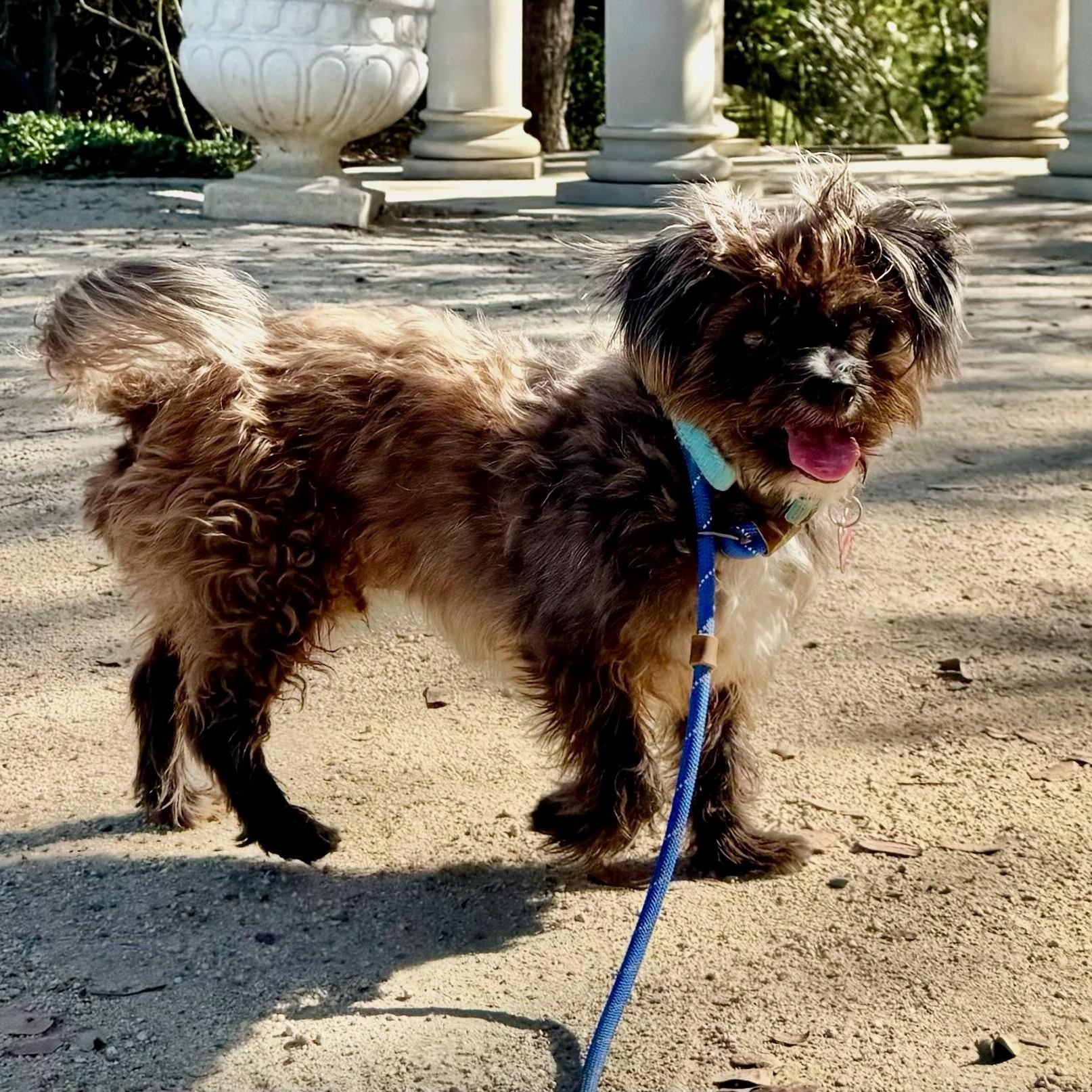 Enlarge Henry, a Adopted mixed breed in Newport Beach, CA image 5/6