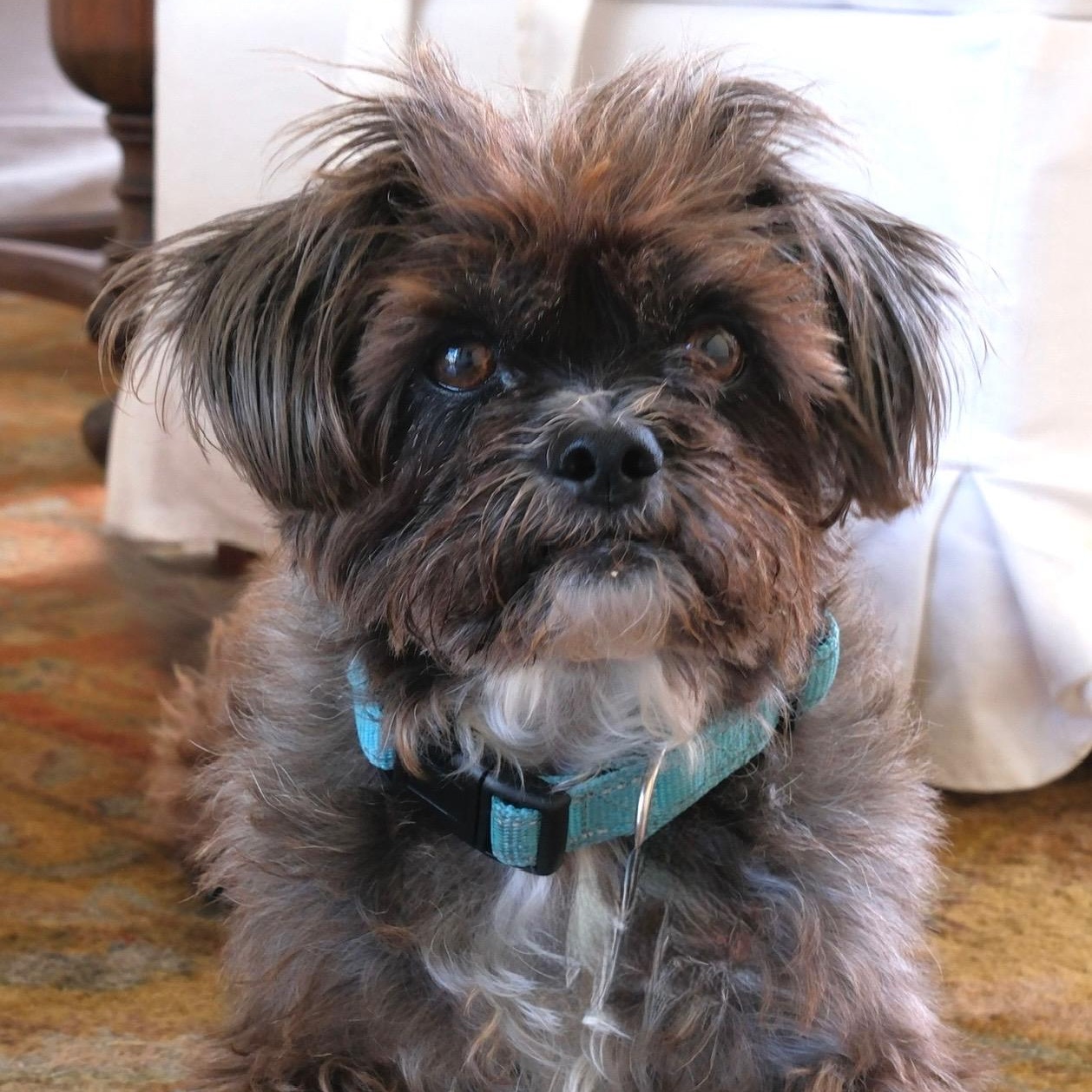 Enlarge Henry, a Adopted mixed breed in Newport Beach, CA image 2/6