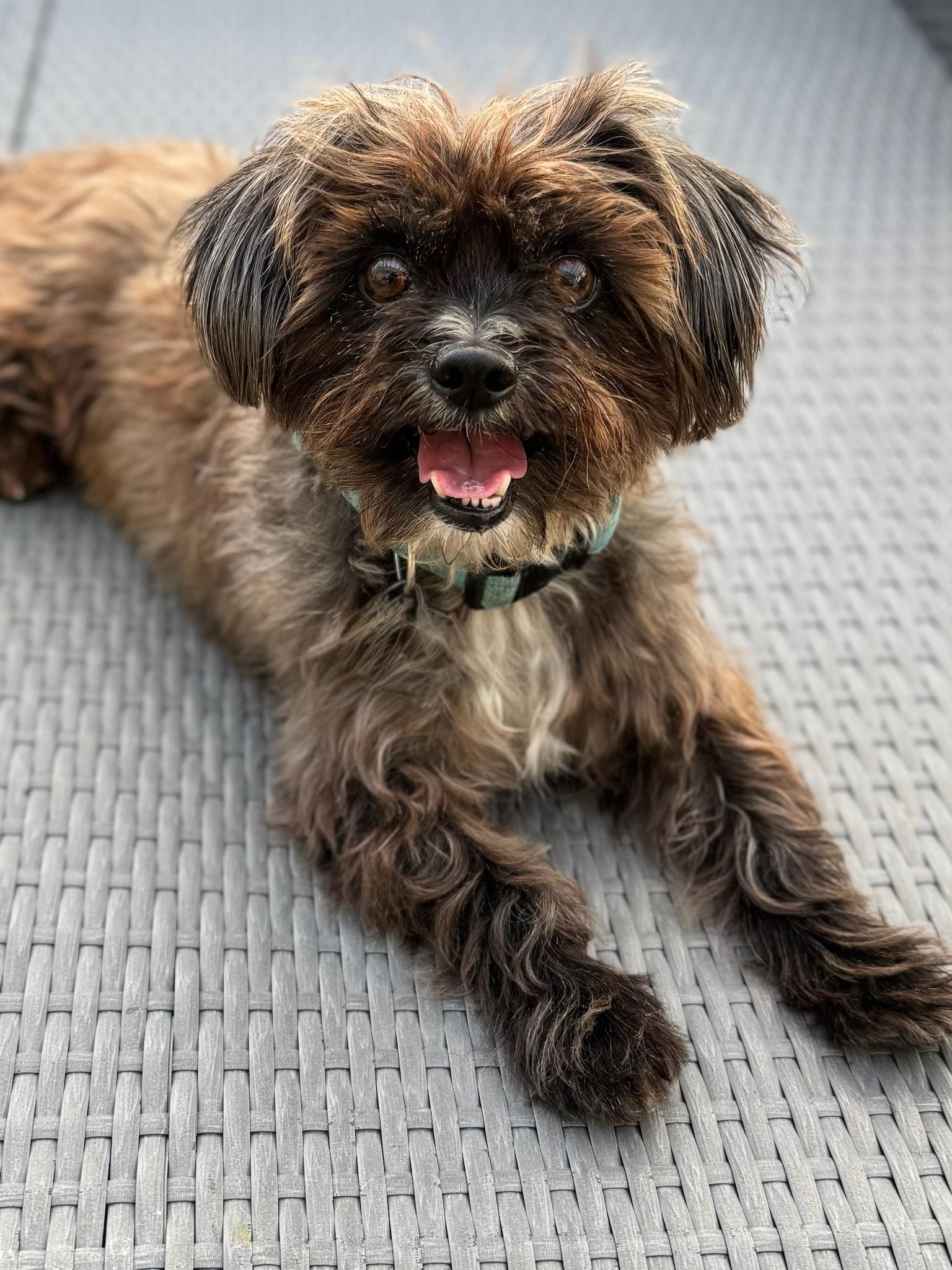 Henry, Adopted, Adult Male Shih Tzu & Brussels Griffon.
