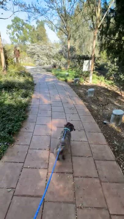 Enlarge Henry, a Adopted mixed breed in Newport Beach, CA video 6/6