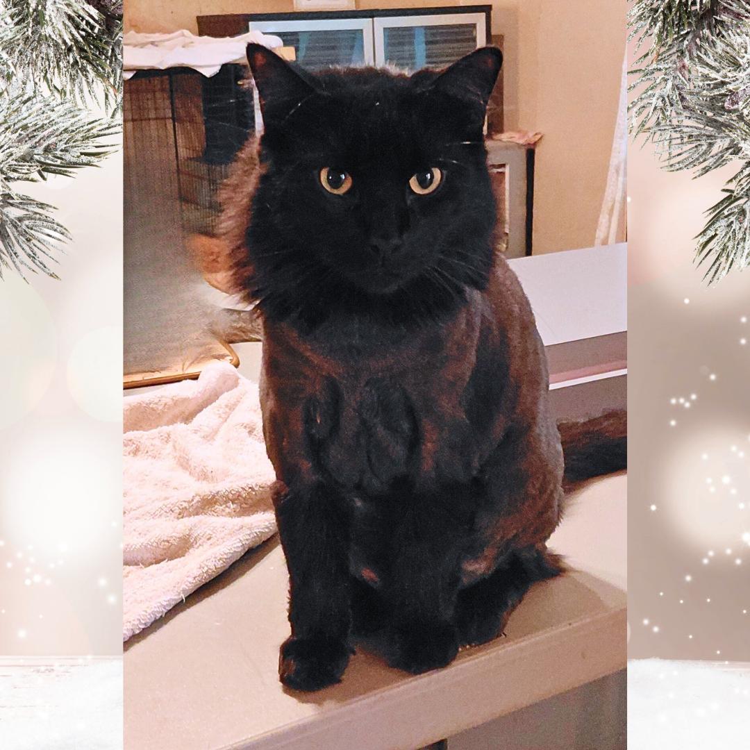 Enlarge Winston, a Adoptable Domestic Long Hair in Orange City, FL image 2/4