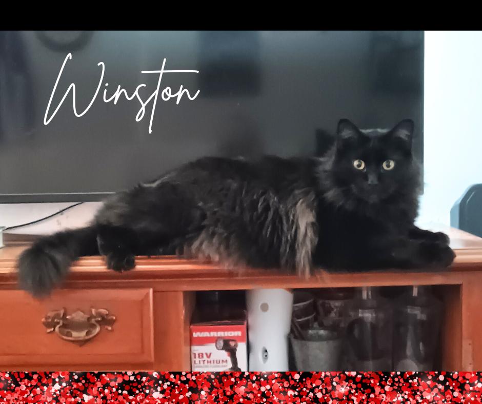 Enlarge Winston, a Adoptable Domestic Long Hair in Orange City, FL image 3/4