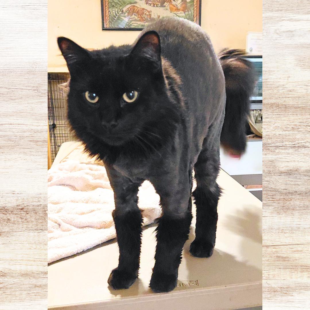 Winston, Adoptable, Adult Male Domestic Long Hair.