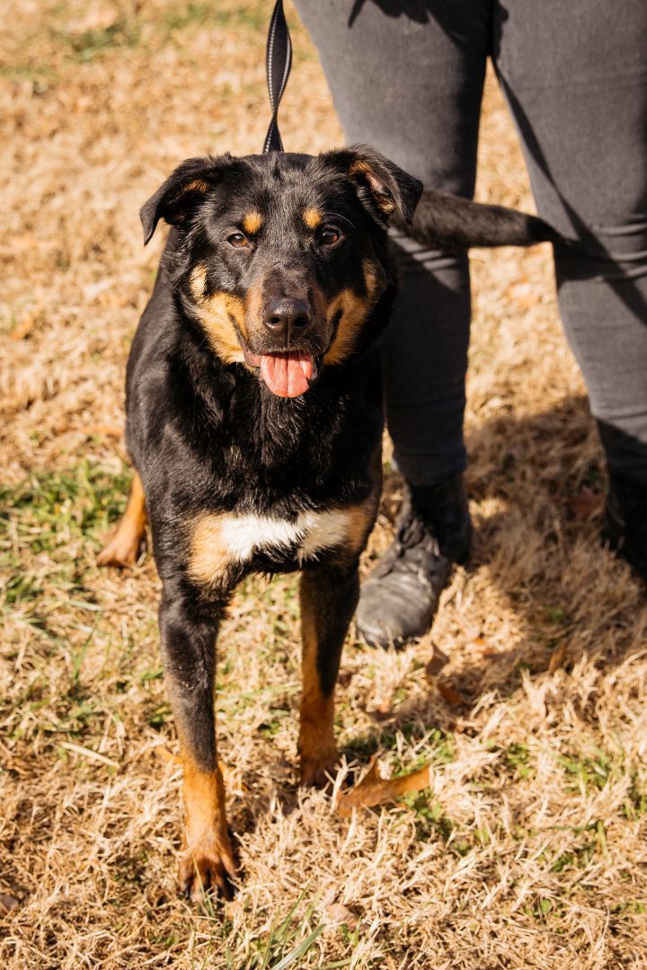 Mickey, adoptable, Young Male Shepherd.