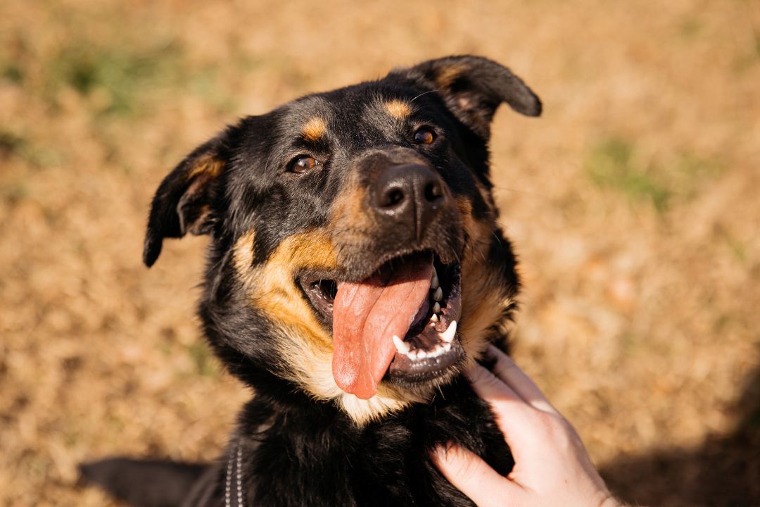Mickey, an adoptable mixed breed in Harrison, AR image 2/3