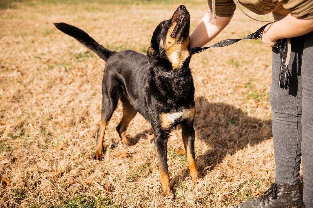 Mickey, an adoptable mixed breed in Harrison, AR image 3/3