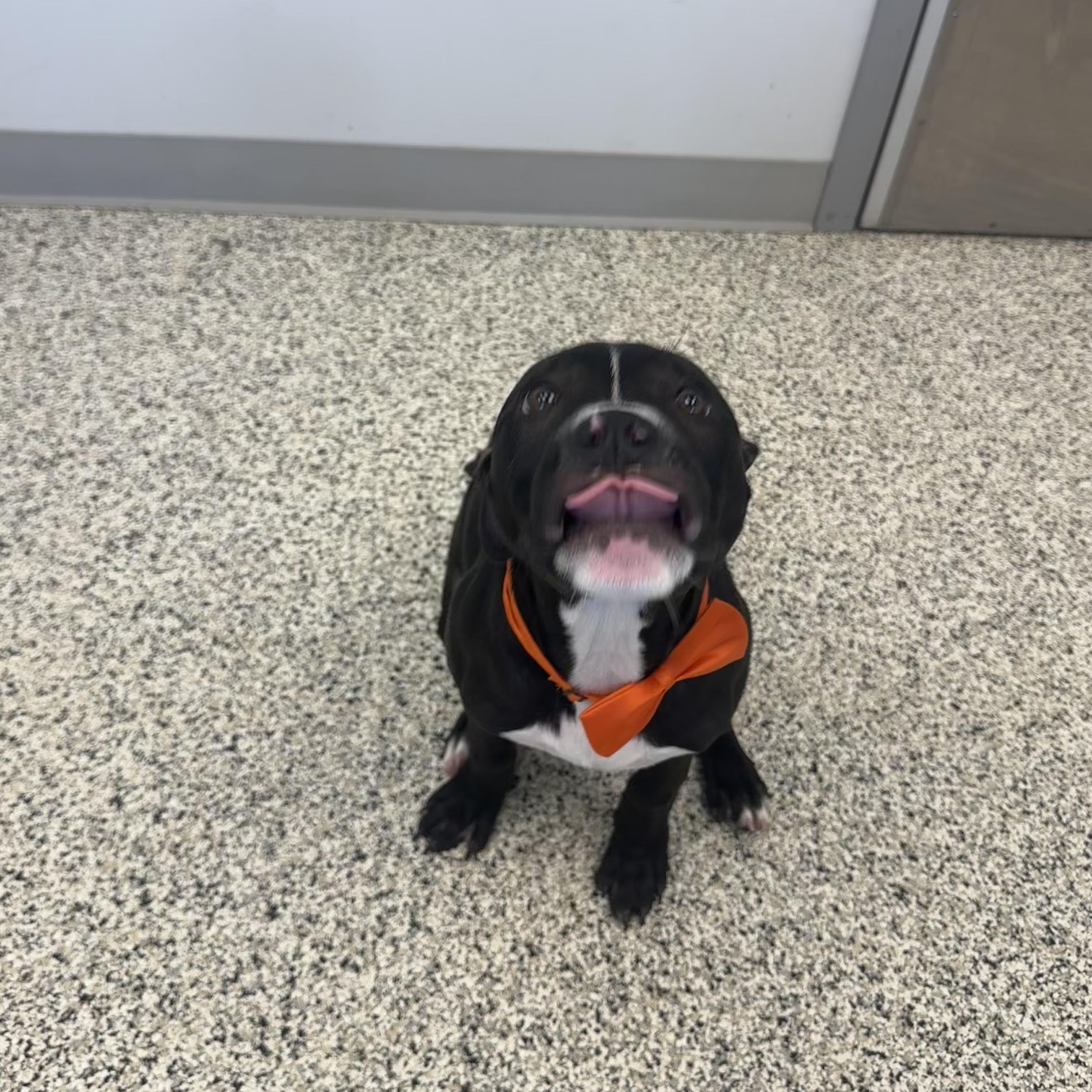 Benedict, a ADOPTABLE mixed breed in Liberty, MO image 2/6