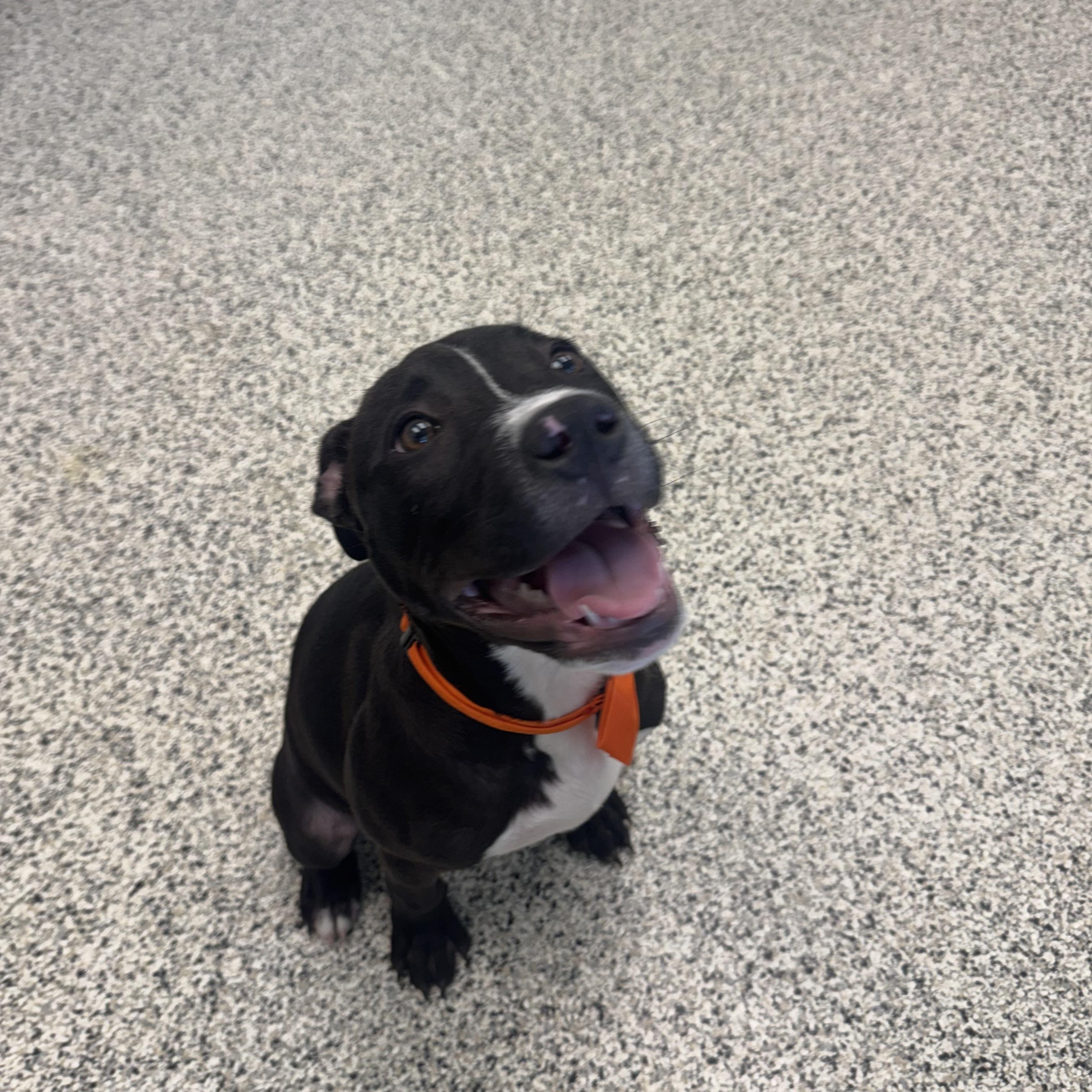 Benedict, ADOPTABLE, Puppy Male Pit Bull Terrier.