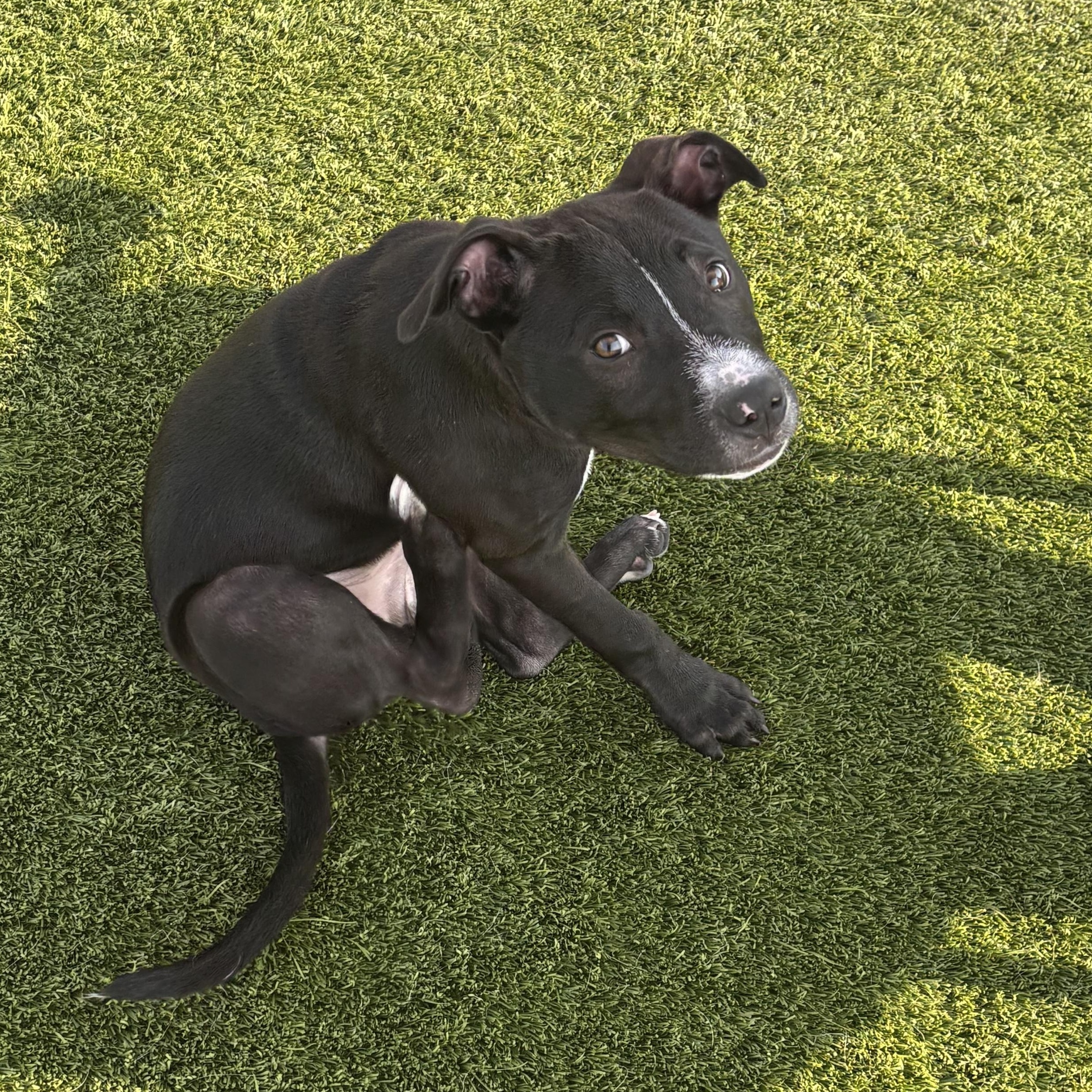 Benedict, a ADOPTABLE mixed breed in Liberty, MO image 3/6
