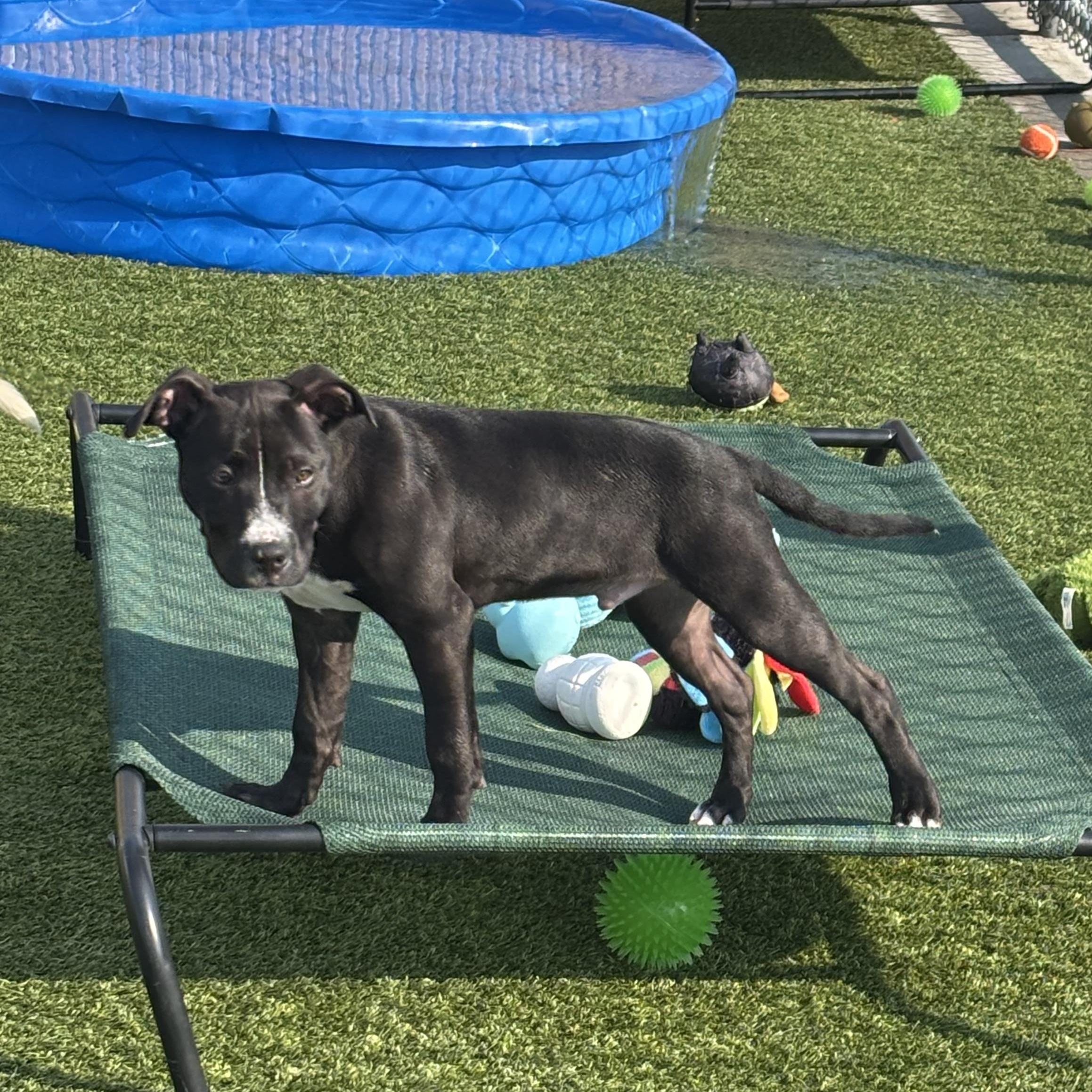 Benedict, a ADOPTABLE mixed breed in Liberty, MO image 5/6