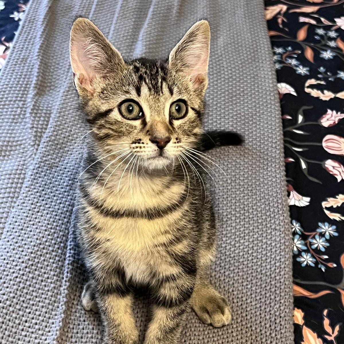 Ty (bonded with Butch) Domestic Short Hair Cat