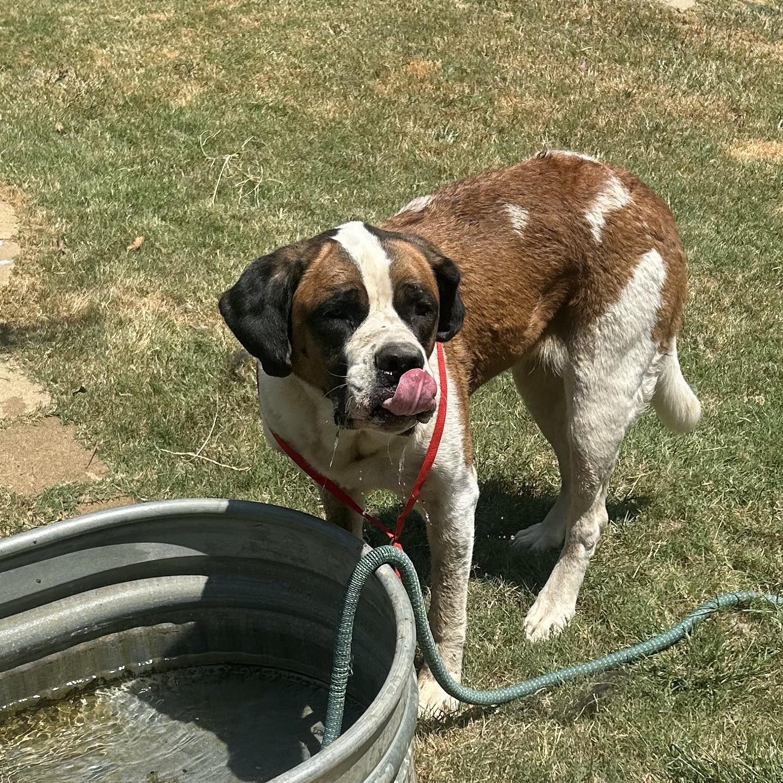 Angel, Adopted, Senior Female Saint Bernard.