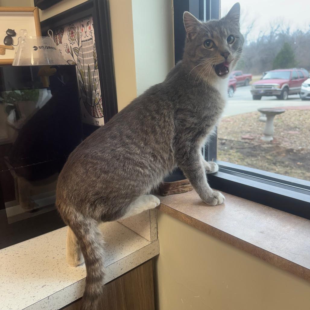 Enlarge Luis Miguel , an adopted Domestic Short Hair in Kansas City, KS image 1/1