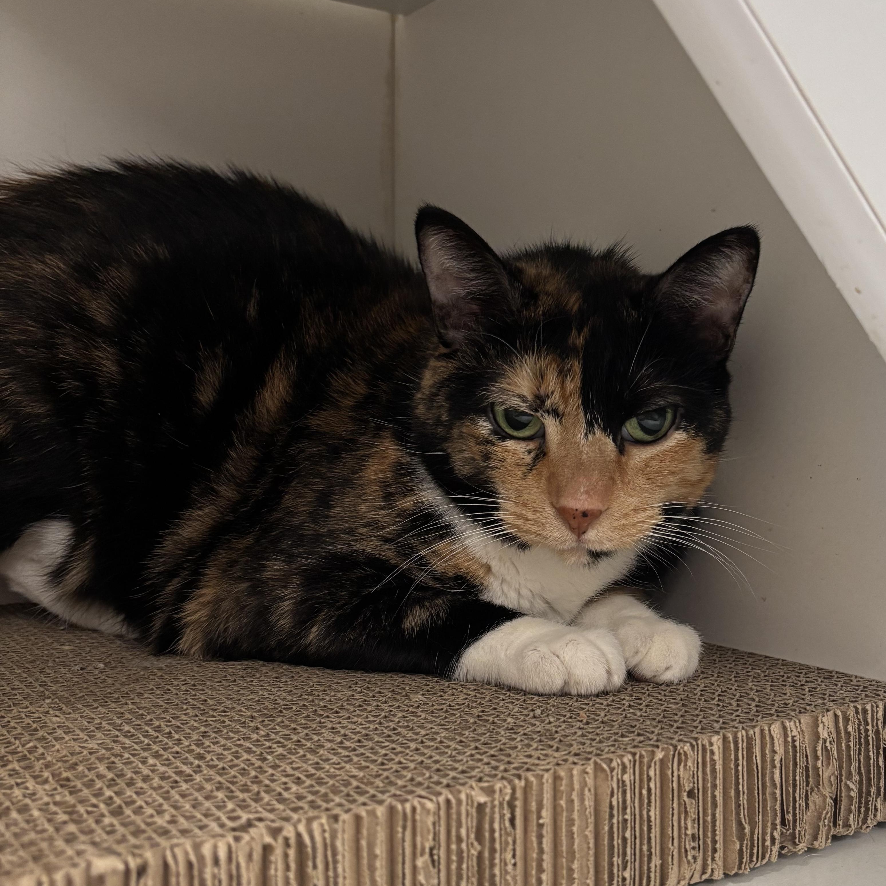Enlarge Sinkhole, a Adoptable Domestic Short Hair in Evanston, IL image 3/3