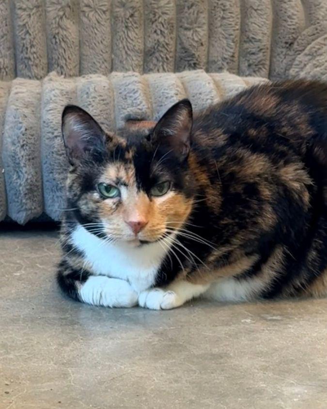 Enlarge Sinkhole, a Adoptable Domestic Short Hair in Evanston, IL image 2/3
