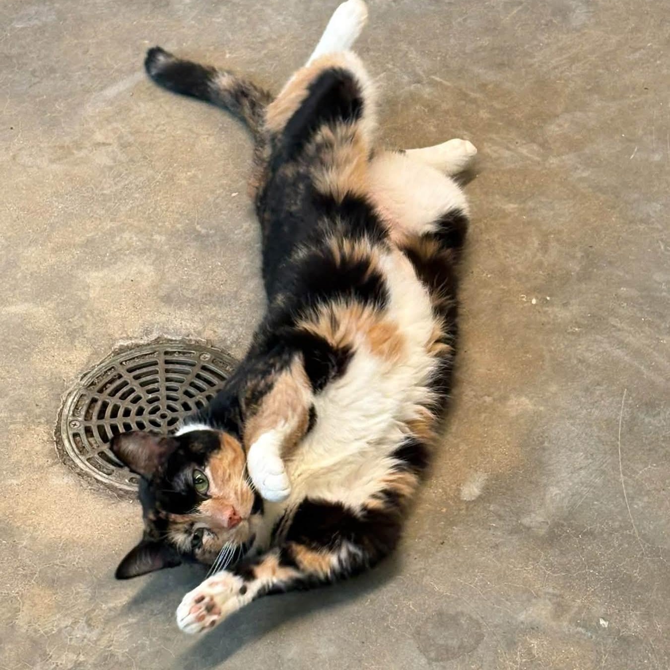 Enlarge Sinkhole, a Adoptable Domestic Short Hair in Evanston, IL image 1/3