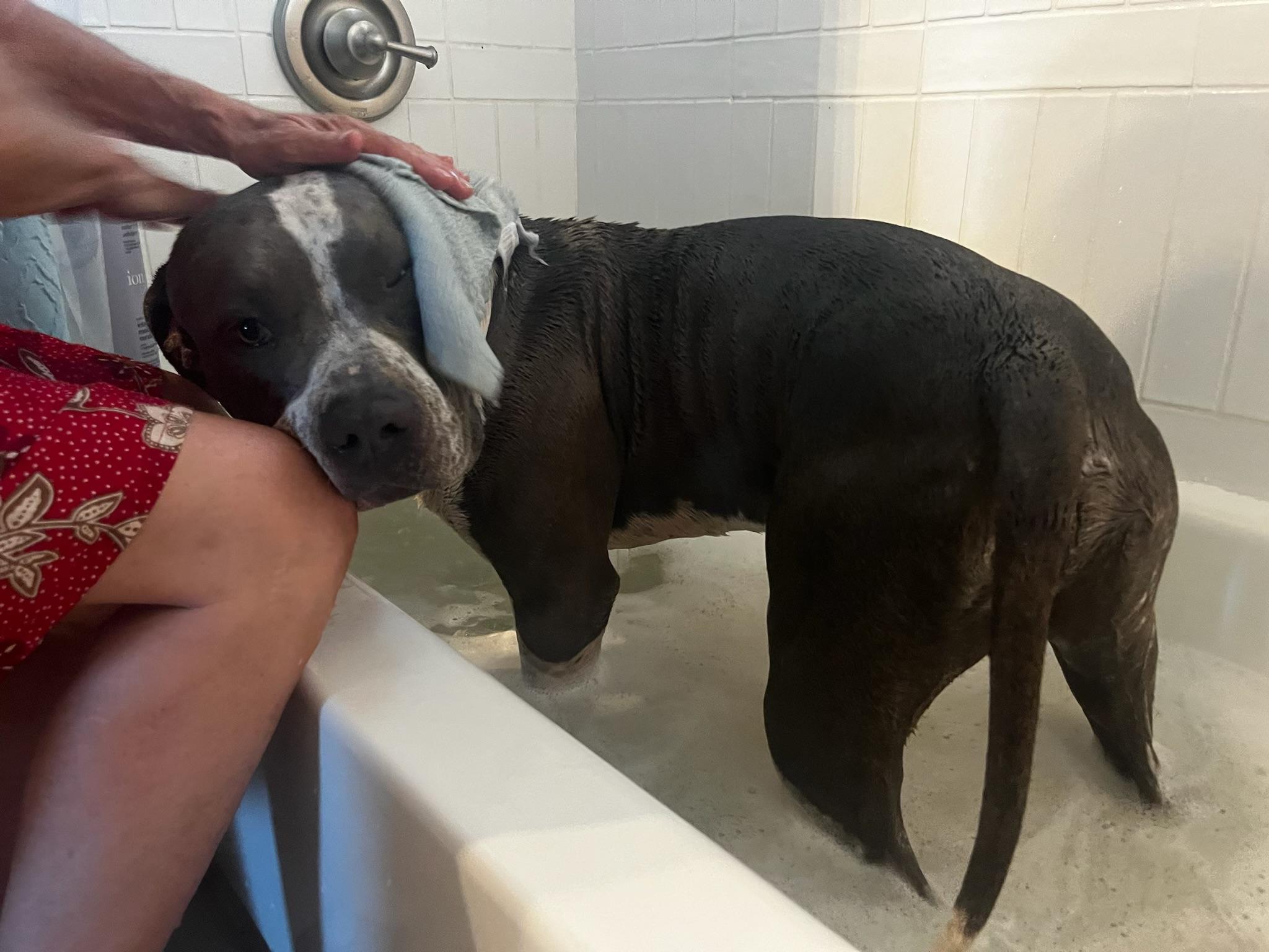 Dean, Adoptable, Young Male Pit Bull Terrier & Cane Corso.