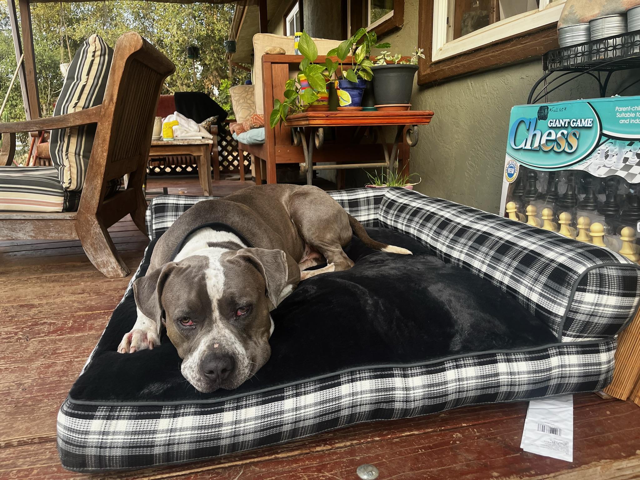 Enlarge Dean, a Adoptable mixed breed in Palm desert, CA image 2/6