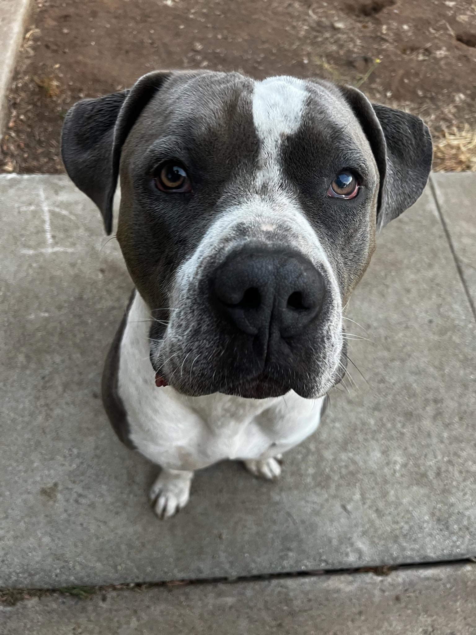 Enlarge Dean, a Adoptable mixed breed in Palm desert, CA image 5/6