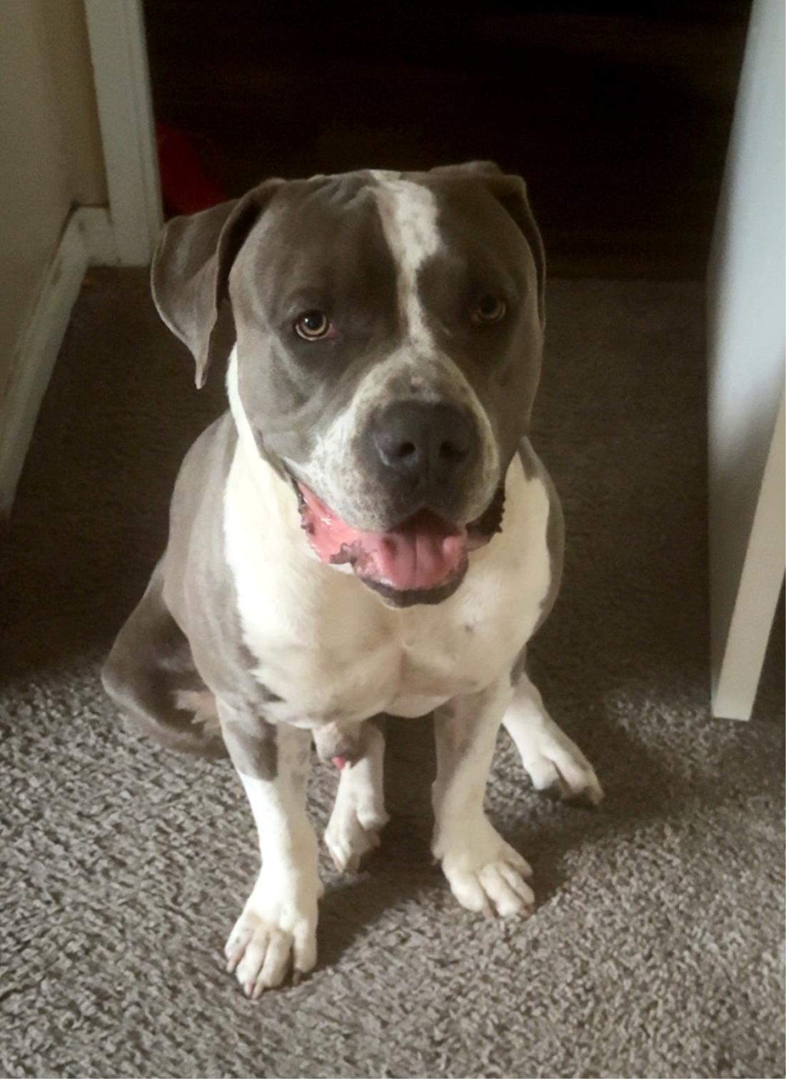 Dean, Adoptable, Young Male Pit Bull Terrier & Cane Corso.