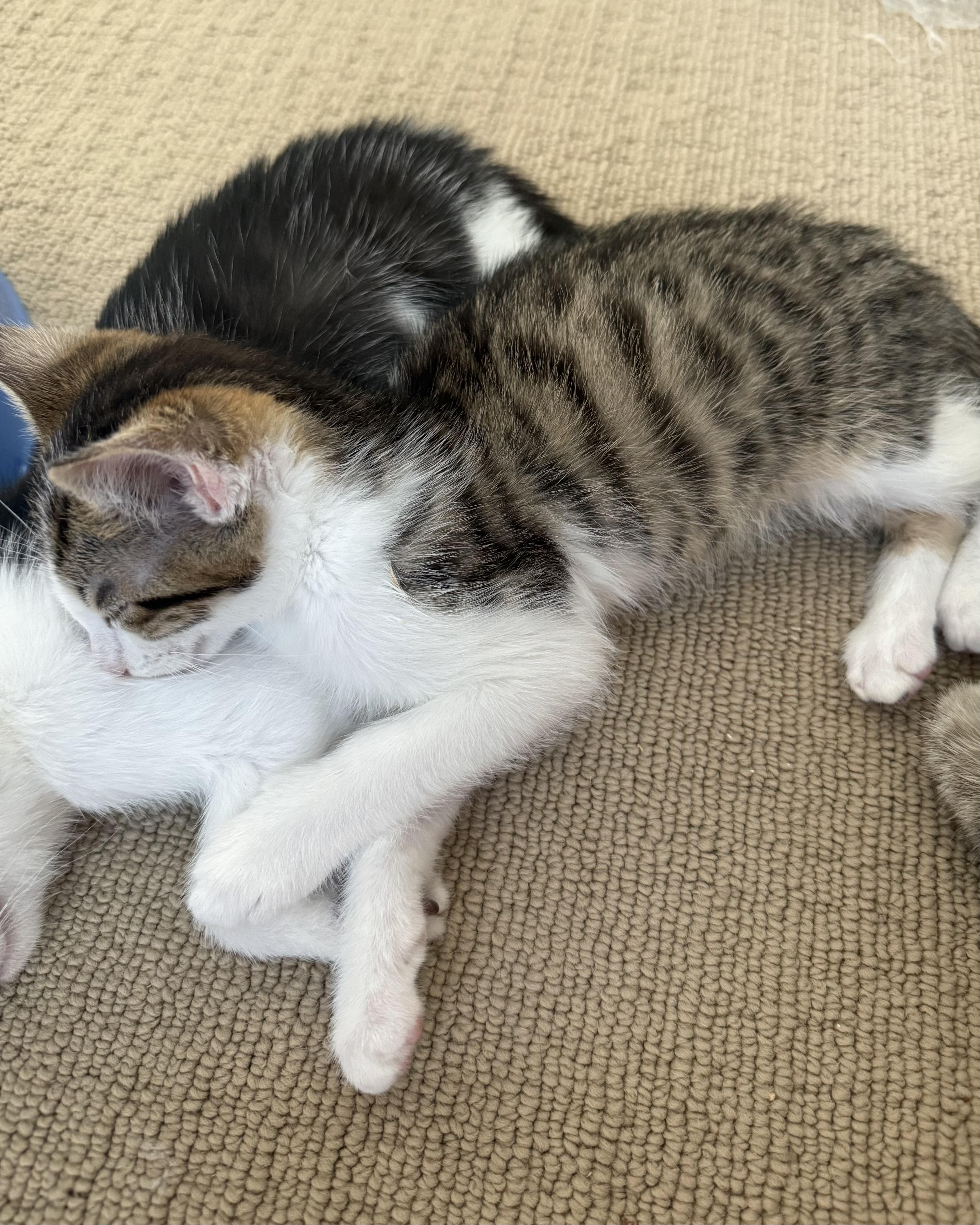 Toffee, a Adoptable Domestic Short Hair in San Francisco, CA image 1/6