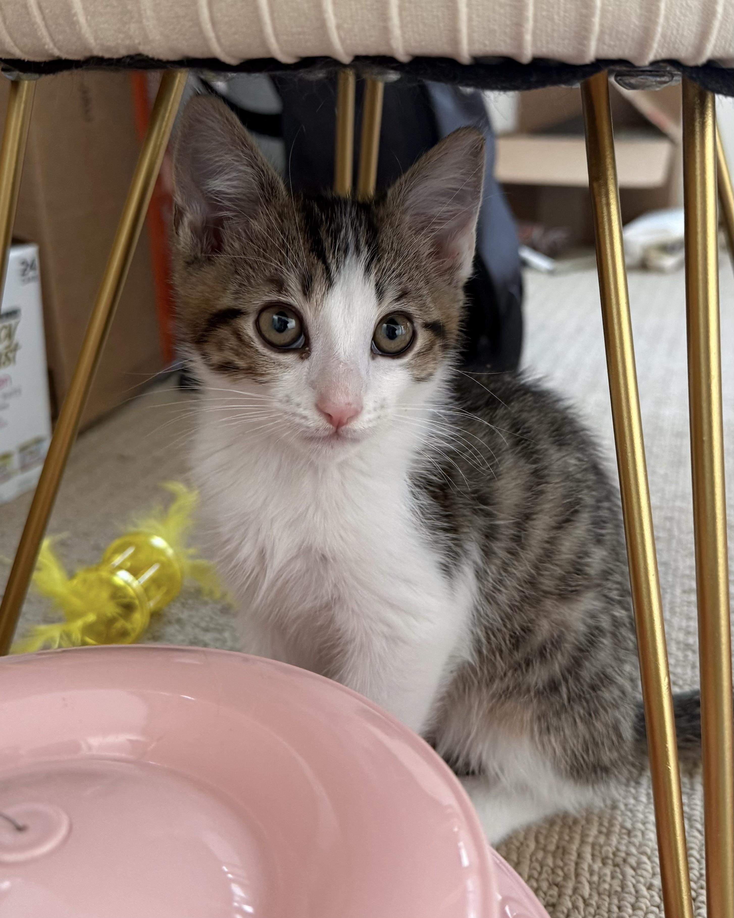 Toffee, a Adoptable Domestic Short Hair in San Francisco, CA image 2/6