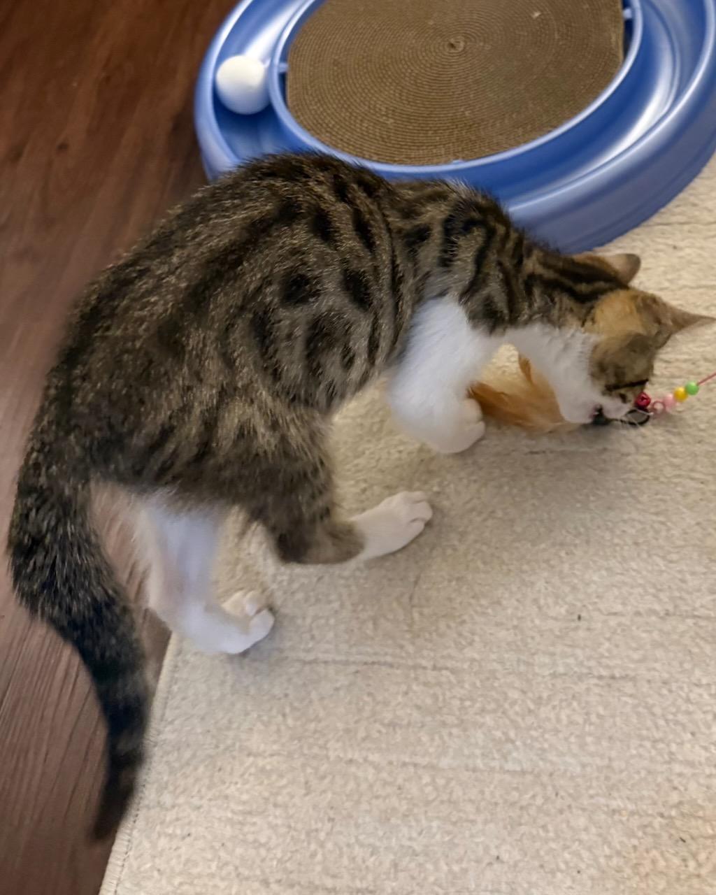 Toffee, a Adoptable Domestic Short Hair in San Francisco, CA image 3/6
