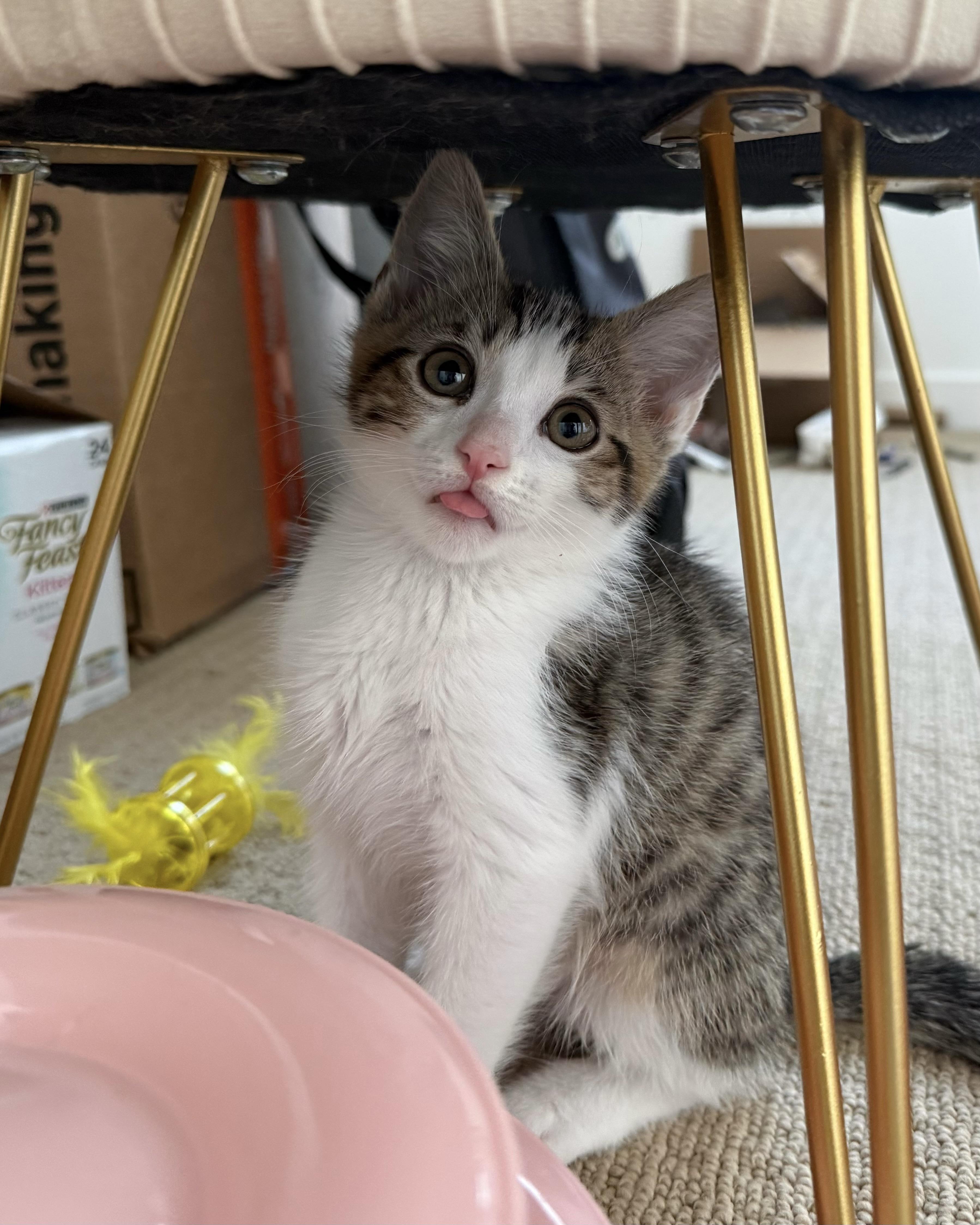 Toffee, a Adoptable Domestic Short Hair in San Francisco, CA image 4/6