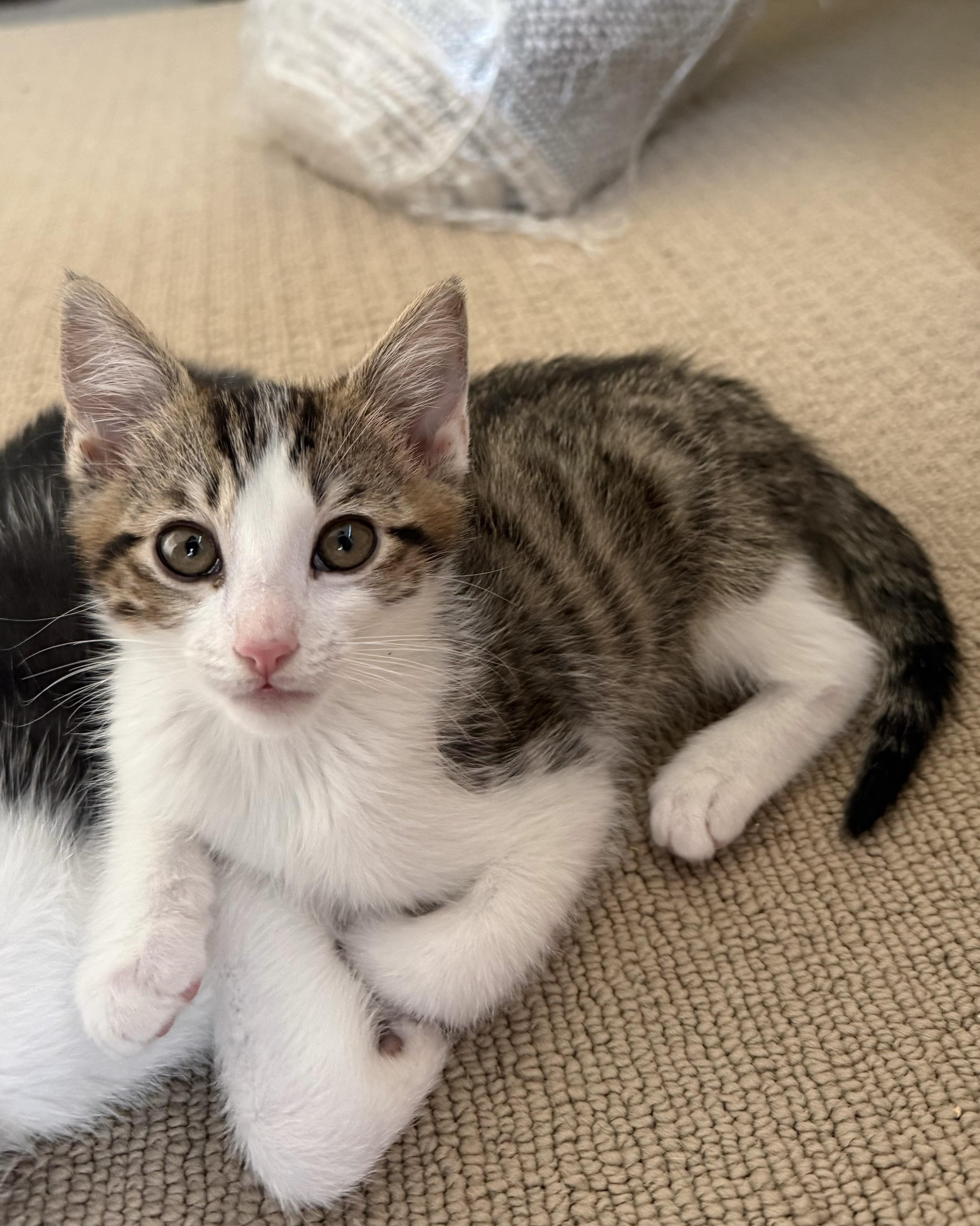 Toffee, a Adoptable Domestic Short Hair in San Francisco, CA image 5/6