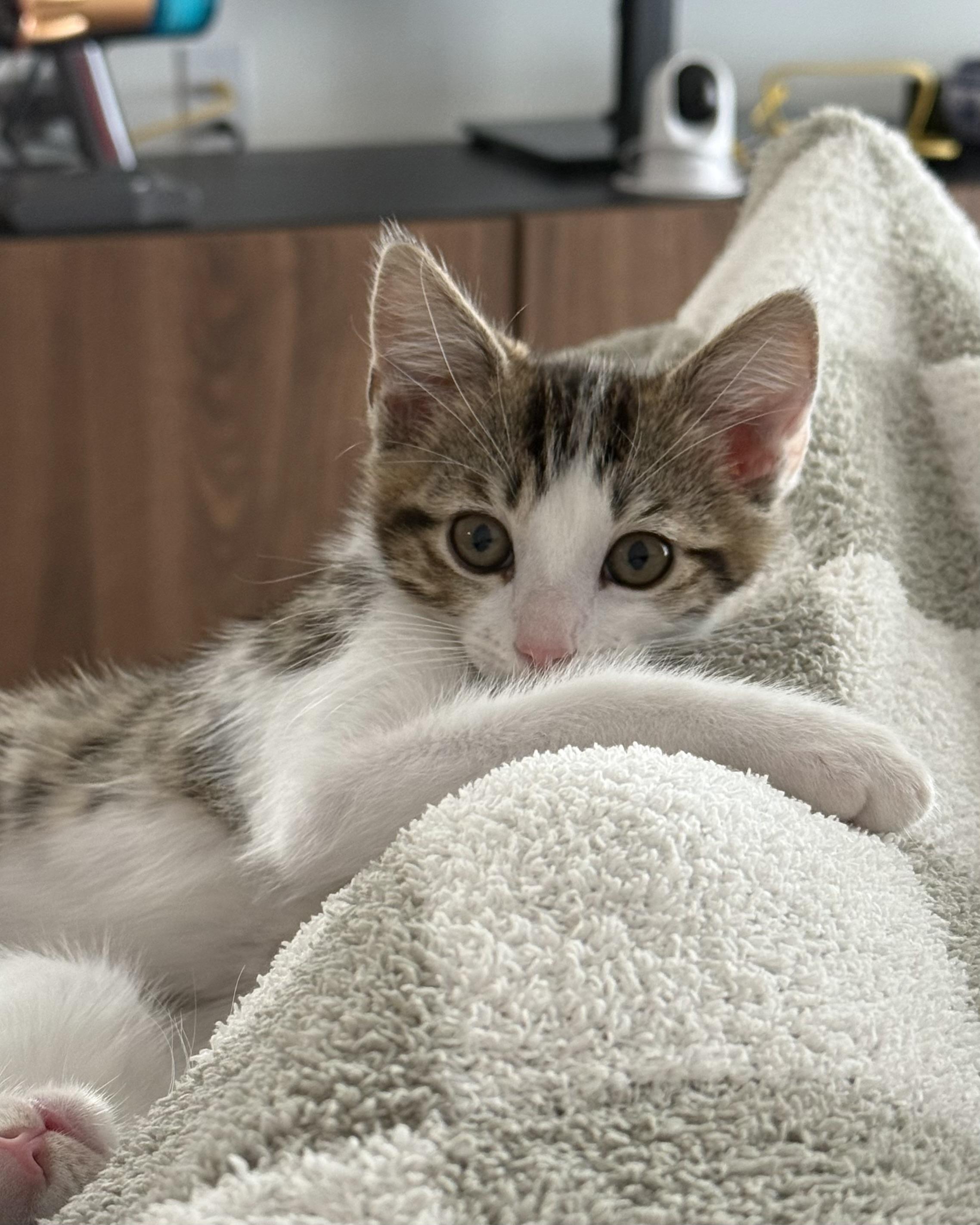 Toffee, a Adoptable Domestic Short Hair in San Francisco, CA image 6/6
