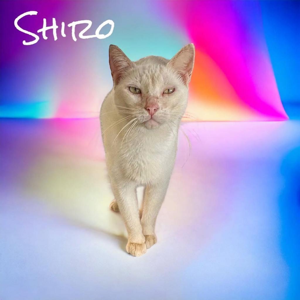 Enlarge Shiro, a Adoptable Domestic Short Hair in Nashville, GA image 1/2
